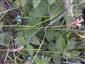 Araneus diadematus  Clerck, 1757