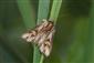 Actinotia polyodon (Clerck, 1759)