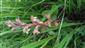 Orobanche sp.