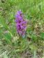 dactylorhiza majalis