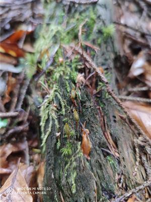 Buxbaumia viridis