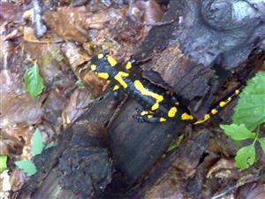 Salamandra v lese.