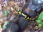 salamandra škvrnitá