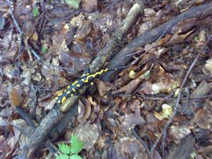 Salamandra v lese.