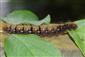 Lasiocampa quercus (Linnaeus, 1758)