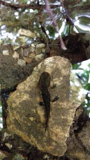 Larva salamandry