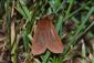 Phragmatobia fuliginosa (Linnaeus, 1758)
