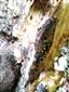 salamandra škvrnitá