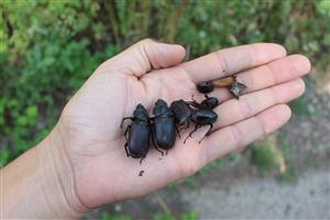 lucanus