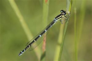 Coenagrion scitulum