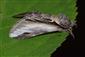 Pheosia gnoma (Fabricius, 1776)