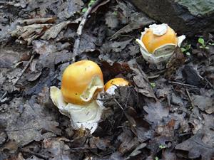 Amanita caesarea