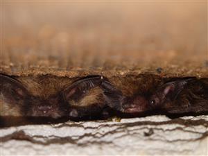 Myotis sp.