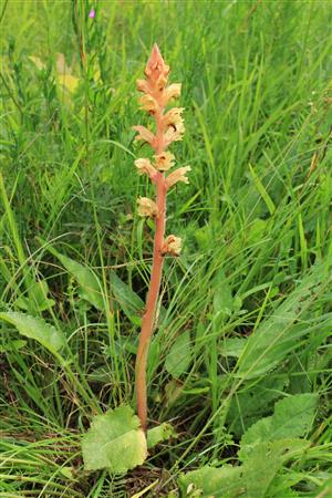 Orobanche alba subsp. major