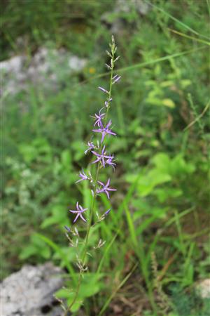 Asyneuma canescens