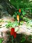 Arum alpinum subsp. besserianum (syn.)