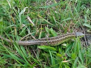 IMG_20200728_141525.jpg