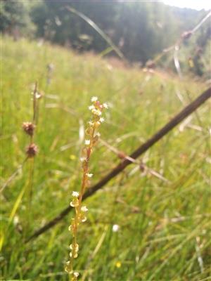 Triglochin palustris