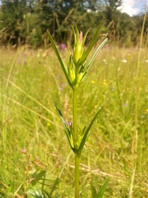 Gentiana pneum.