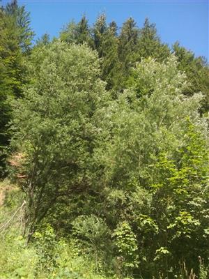 Salix eleagnos