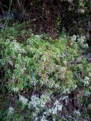 Sphagnum sp.