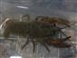 Astacus astacus