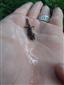salamandra škvrnitá
