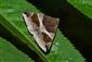 Scotopteryx moeniata (Scopoli, 1763)