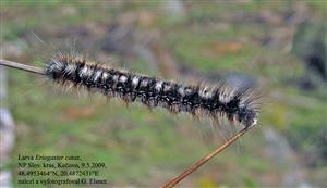 Kečovo_eriogaster catax