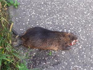 nutria