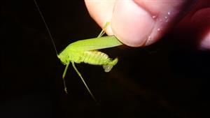 Phaneroptera nana (F)