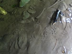 stopy vydry riečnej v jemnom sedimente potoka
