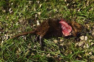 nutria