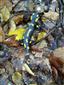 salamandra škvrnitá