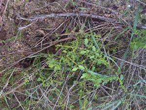Chenopodium pumilio na depóniách po ťažbe na Záhorí.