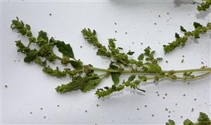Detail položky Chenopodium pumilio.