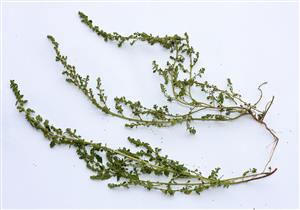 Položka Chenopodium pumilio.