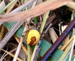 Araneus marmoreus
