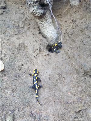 Salamandra