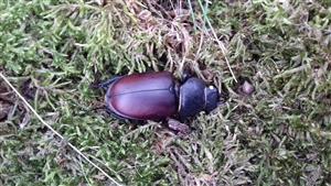 Lucanus cervus