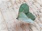 Hemithea aestivaria - piadivka letná