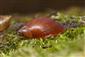 Succinea putris (LINNAEUS, 1758)