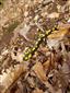 Salamandra Salamandra