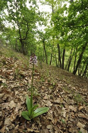 Orchis purpurea v teplomilnej dubine