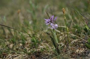 Orchis tridentata