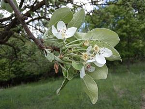 Kvitnúci konárik Pyrus nivalis s typicky plstnatými listami