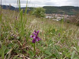 Orchis morio v poraste Lk1