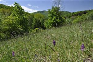 Orchis morio v poraste Lk1