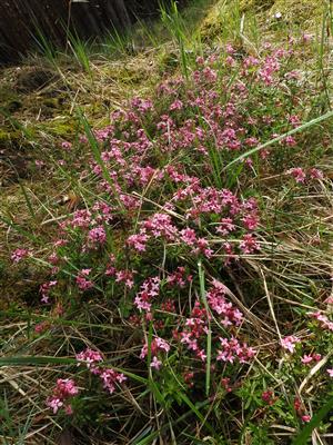 Daphne cneorum.