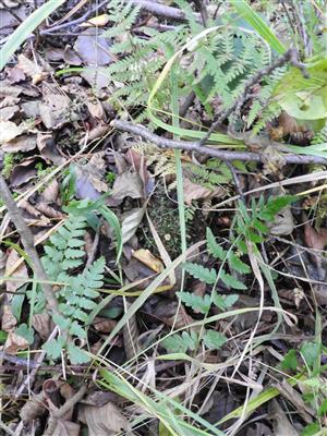 Dryopteris cristata.